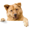 Dog Supplies
