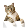 Cat Supplies
