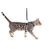 Harnesses & Leashes