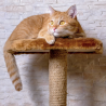 Furniture & Scratchers